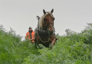 Bracken Rolling