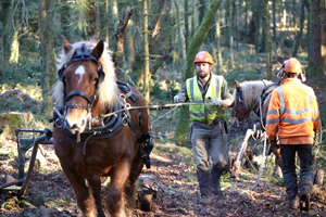 Dorset Horse Logging